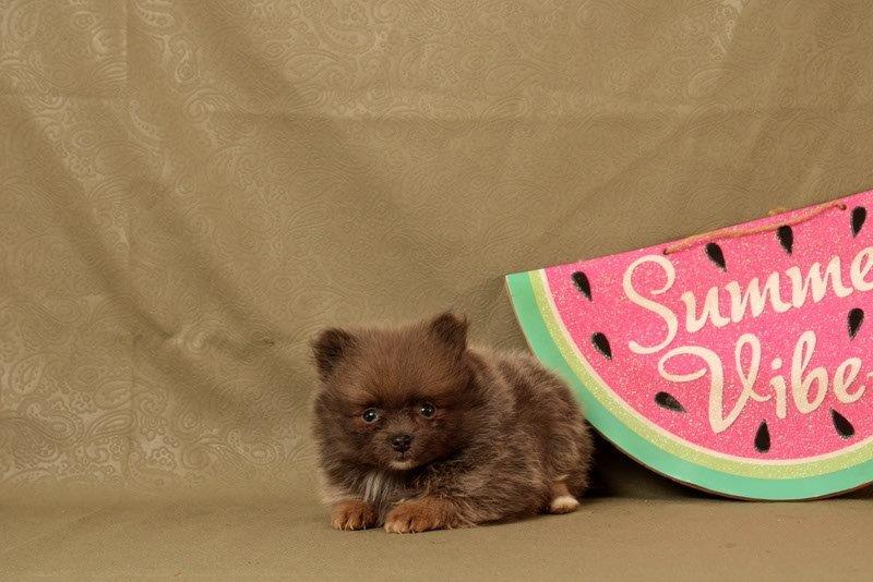 puppy, for, sale, Pomeranian, Matthew B. Stoltzfus, dog, breeder, Gap, PA, dog-breeder, puppy-for-sale, forsale, nearby, find, puppyfind, locator, puppylocator, aca